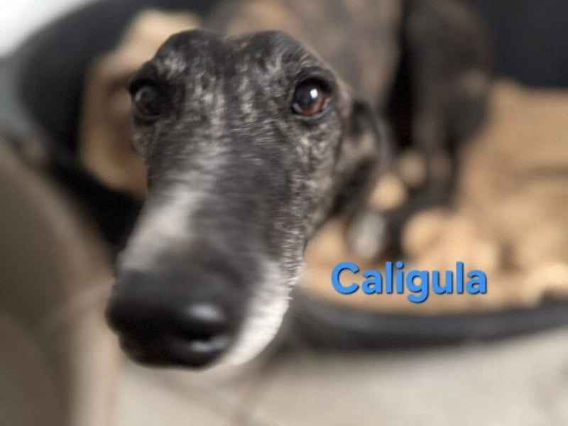 Caligula geb. 12/2020 (ESP) - eleganter, ganz besonderer Galgo!