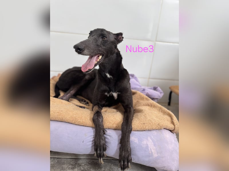 Nube3 geb. 03/2024 (ESP) - dringend Pflegestelle oder Zuhause für liebevolle Galga gesucht!