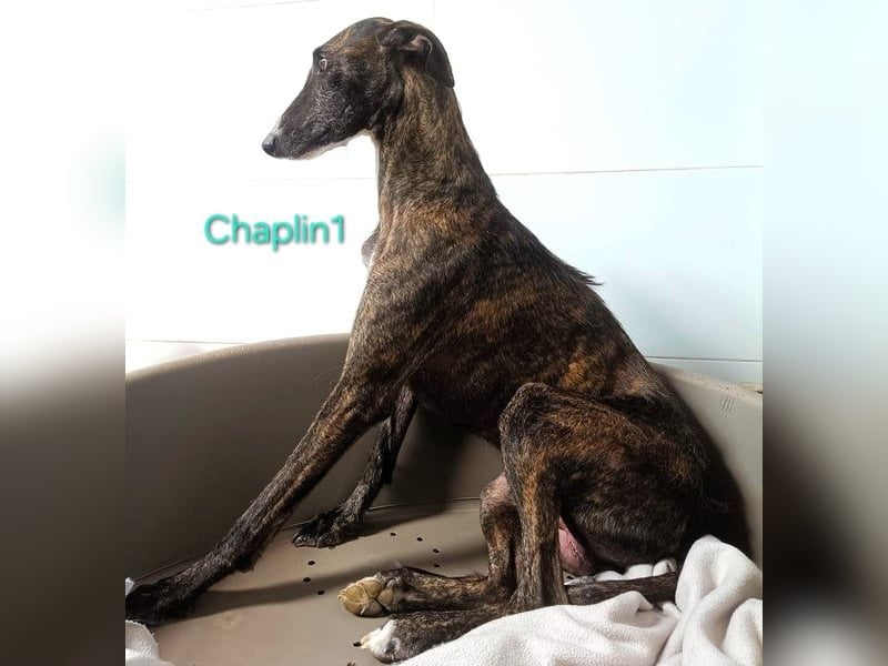 Chaplin1 geb. 01/2023 (ESP) - ruhiger und anhänglicher, sanfter Galgo!