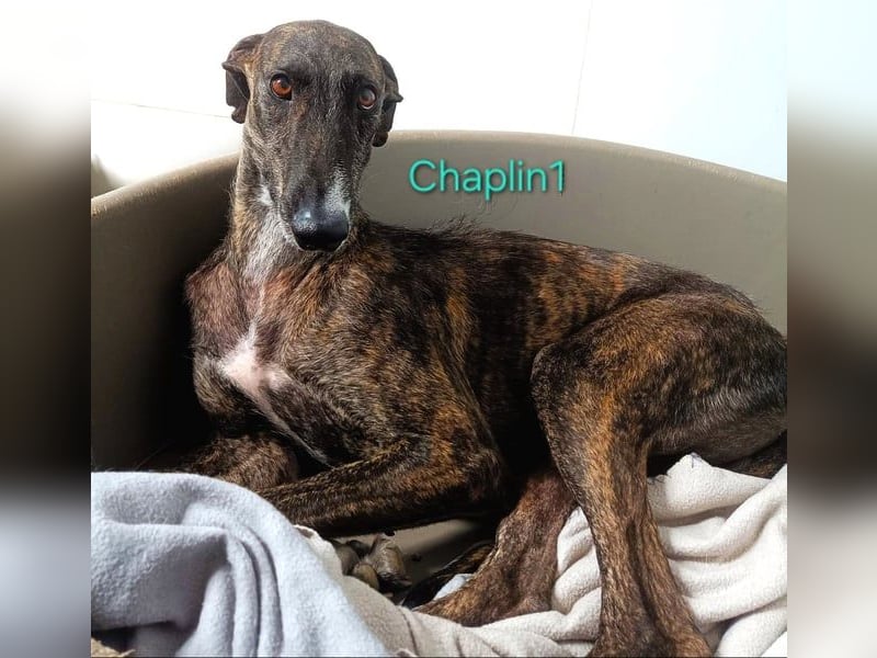Chaplin1 geb. 01/2023 (ESP) - ruhiger und anhänglicher, sanfter Galgo!