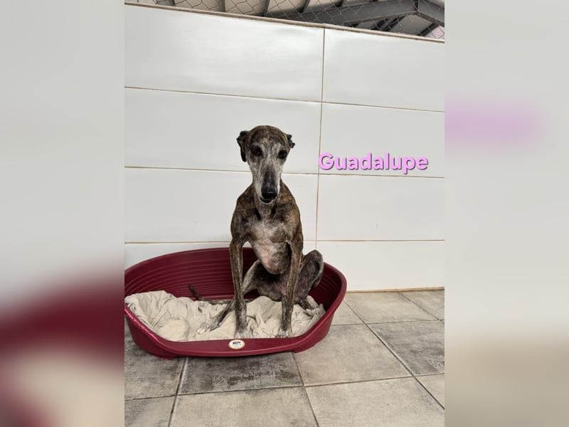 Guadalupe geb. 01/2015 (ESP) - soziale, liebevolle Galga will endlich Liebe kennenlernen!