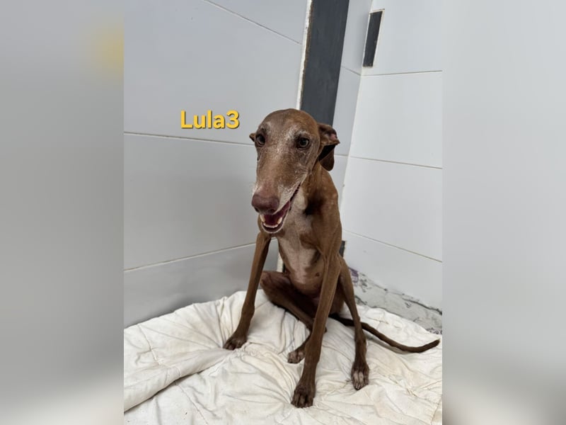 Lula3 geb. 11/2021 (ESP) - wunderschöne Galga... ihre Geschichte soll endlich ein Happy End haben!