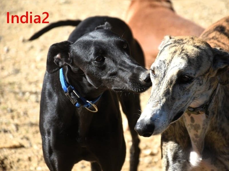 India2 geb. 07/2023 (ESP) - sehr freundliche und soziale, hübsche Galga!