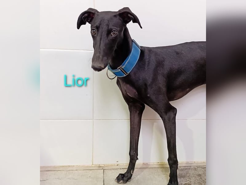 Lior geb. 11/2023 (ESP) - zärtlicher und unterwürfiger Galgo!