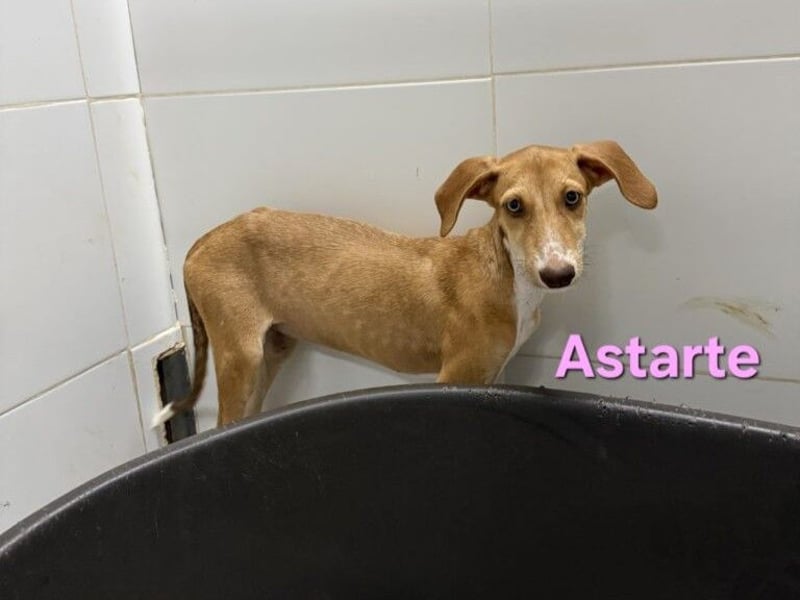 Astarte geb. 06/2026 (ESP) - wunderschönes Galgomädchen sucht ihre Familie!