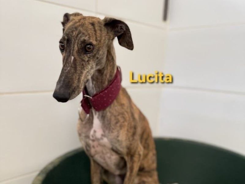Lucita geb. 03/2022 (ESP) - sanfte und ruhige Galga sucht ihr Körbchen!