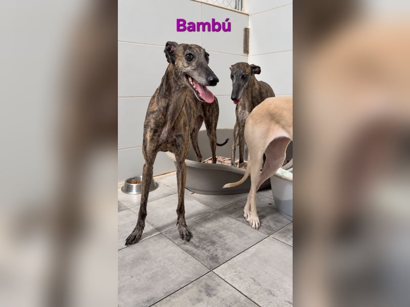 Bambú geb. 08/2019 (ESP) - diese sanfte Galga sucht erfahrene Menschen!