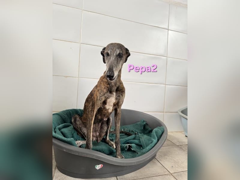 Pepa2 geb. 01/2015 (ESP) - sanfte, soziale Galga verdient endlich ein schönes Leben!