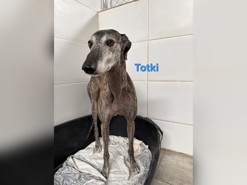 Totki geb. 06/2023 (ESP) - sanfter, feinfühliger Galgo der Herzen leise berührt!