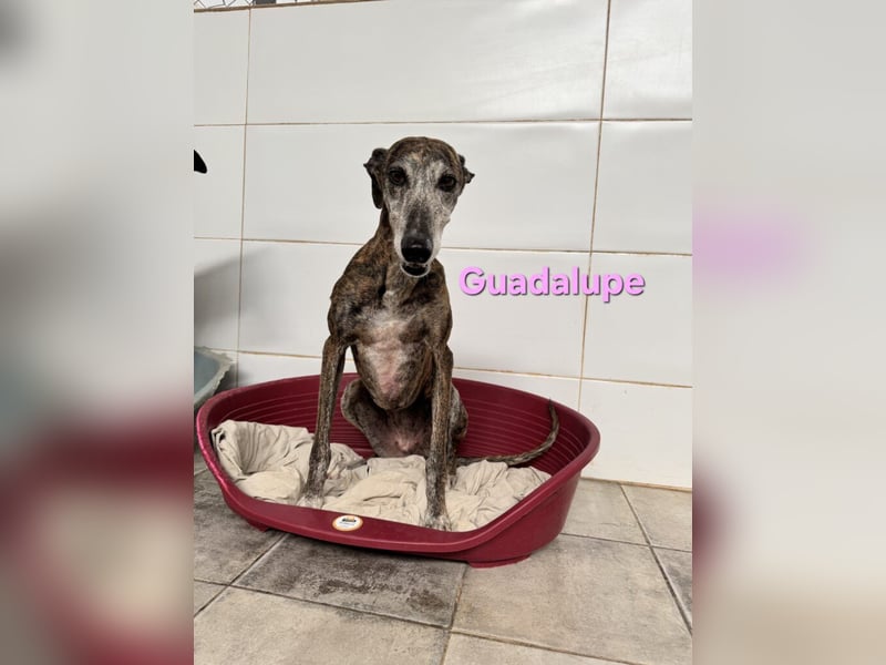 Guadalupe geb. 01/2015 (ESP) - soziale, liebevolle Galga will endlich Liebe kennenlernen!