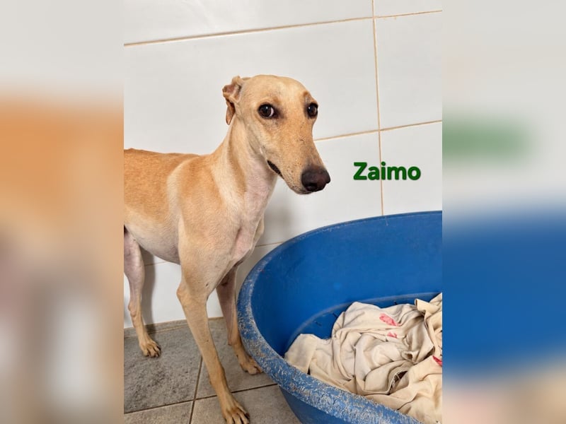 Zaimo geb. 10/2023 (ESP) - schüchterner, wunderschöner Galgo sucht erfahrene Menschen!
