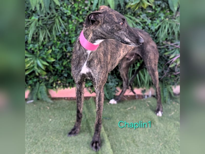 Chaplin1 geb. 01/2023 (ESP) - ruhiger und anhänglicher, sanfter Galgo!