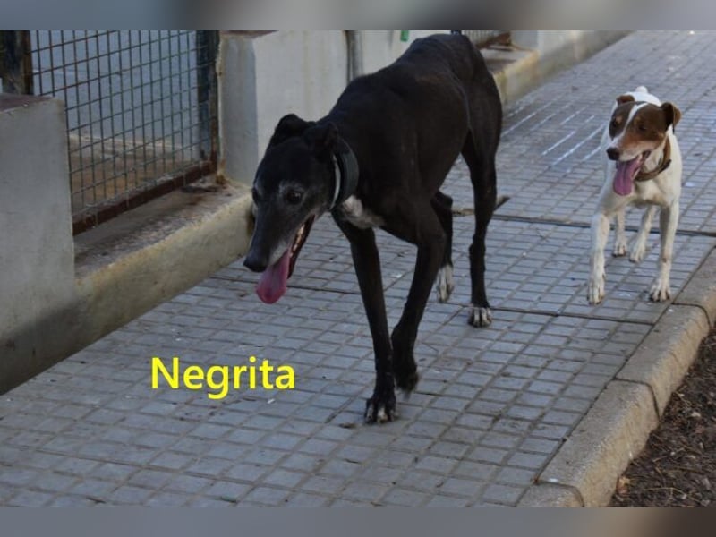 Negrita geb. 09/2022 (ESP) - edle und menschenbezogene Galga, eine treue Seele!