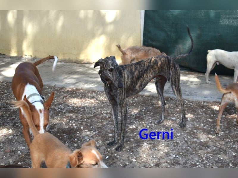 Gerni geb. 05/2025 (ESP) - verschmuster Galgo will wieder lernen zu Vertrauen!