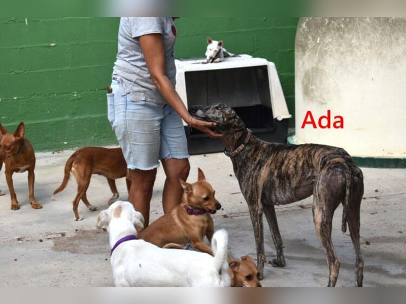 Ada geb. 07/2024 (ESP) - menschenbezogene, sanfte Galga!