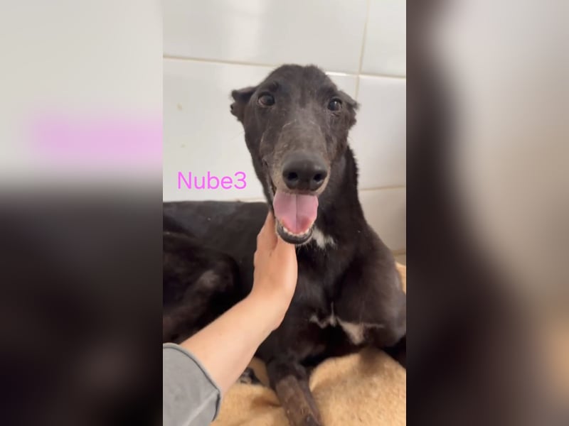 Nube3 geb. 03/2024 (ESP) - dringend Pflegestelle oder Zuhause für liebevolle Galga gesucht!