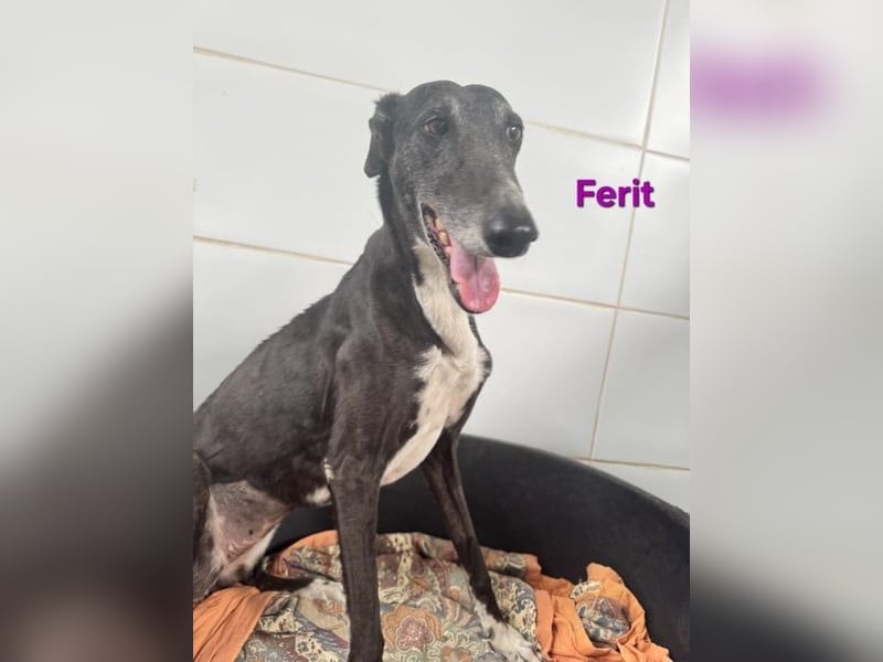 Ferit geb. 01/2017 (ESP) - liebevolle Galga hat endlich ihr Glück verdient!!