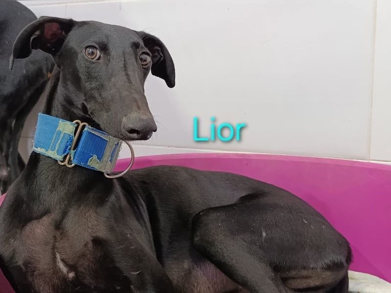 Lior geb. 11/2023 (ESP) - zärtlicher und unterwürfiger Galgo!