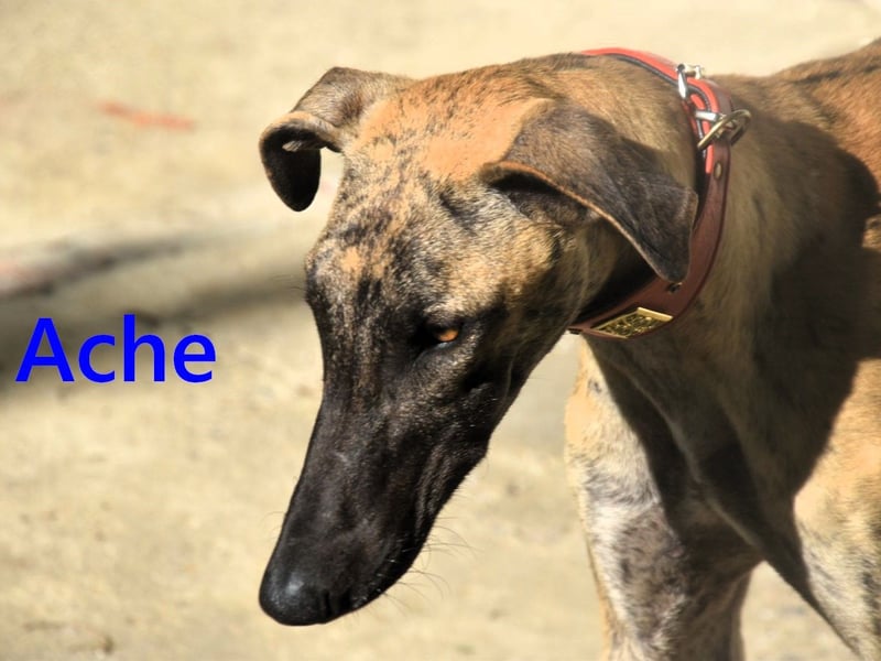 Ache geb. 03/2025 (ESP) - menschenbezogener und verspielter, junger Galgo!