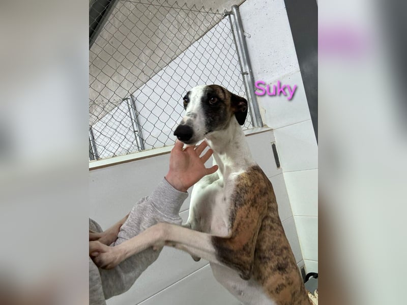 Suky geb. 02/2023 (ESP) - fröhliche und liebevolle Galgo Espanol Hündin sucht eine Familie!