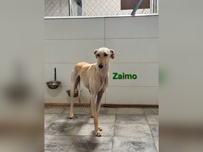 Zaimo geb. 10/2023 (ESP) - schüchterner, wunderschöner Galgo sucht erfahrene Menschen!