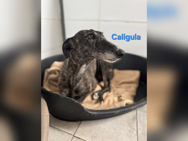 Caligula geb. 12/2020 (ESP) - eleganter, ganz besonderer Galgo!