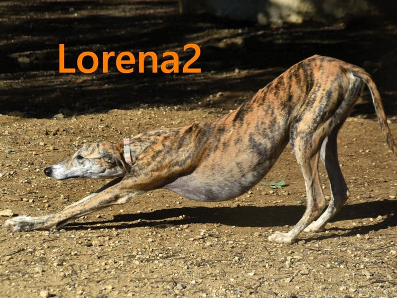 Lorena2 geb. 08/2023 (ESP) - total liebe und verschmuste Galga sucht ihr Glück!