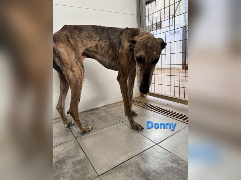 Donny geb. 04/2022 (ESP) - sanfter Galgo der so viel mehr verdient hat!