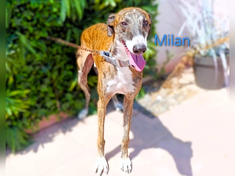 Milan geb. 06/2020 (ESP) - ausgeglichener, anhänglicher und sanfter Galgo!