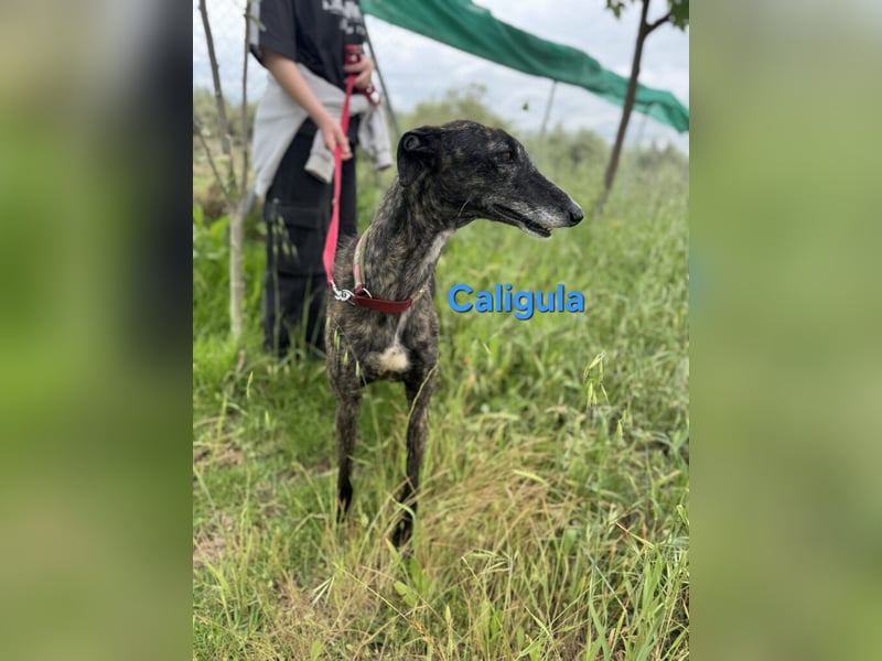 Caligula geb. 12/2020 (ESP) - eleganter, ganz besonderer Galgo!