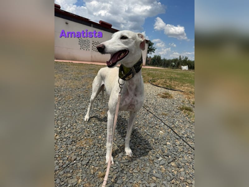 Amatista geb. 02/2019 (ESP) - wunderschöne Traumgalga möchte neu beginnen!