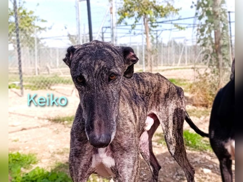 Keiko geb. 07/2020 (ESP) - liebevoller Galgomann sucht seine Familie!