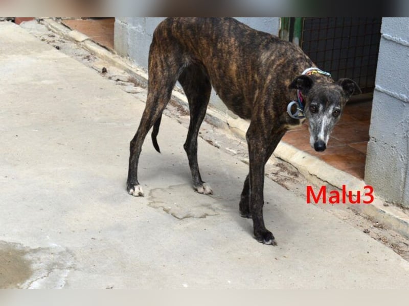 Malu3 geb. 02/2016 (ESP) - liebevolle Galga hat endlich ihr Glück verdient!