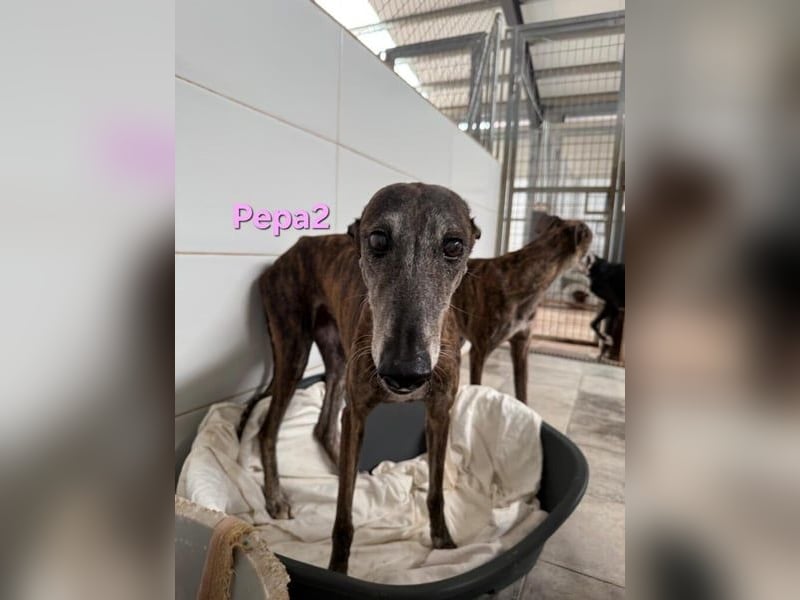 Pepa2 geb. 01/2015 (ESP) - sanfte, soziale Galga verdient endlich ein schönes Leben!