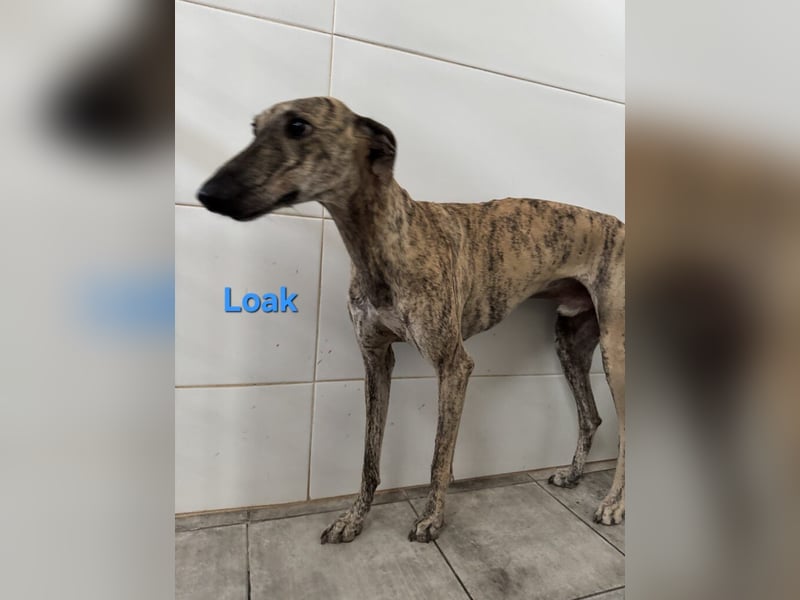 Loak geb. 08/2022 (ESP) - sanfter, wunderschöner Galgo sucht seine Menschen!