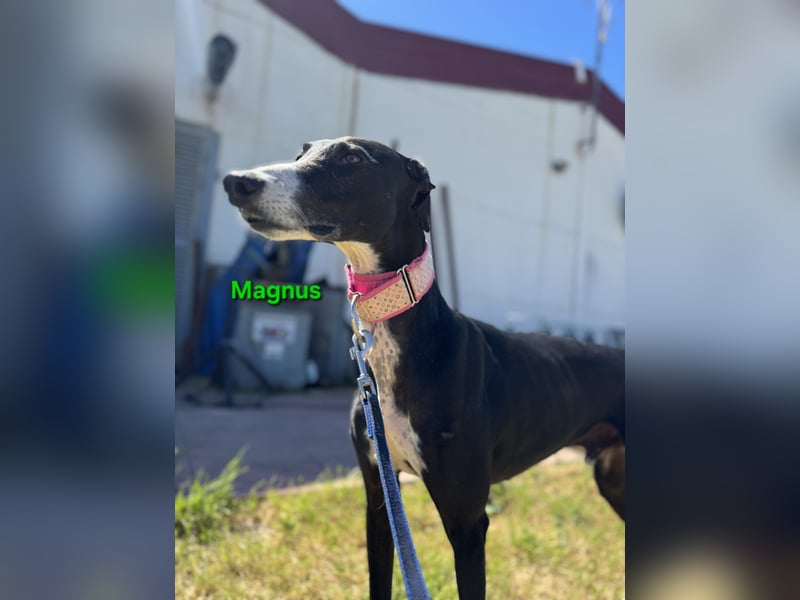 Magnus geb. 06/2019 (ESP) - edler Galgorüde. Ein echter Schatz sucht sein Körbchen!