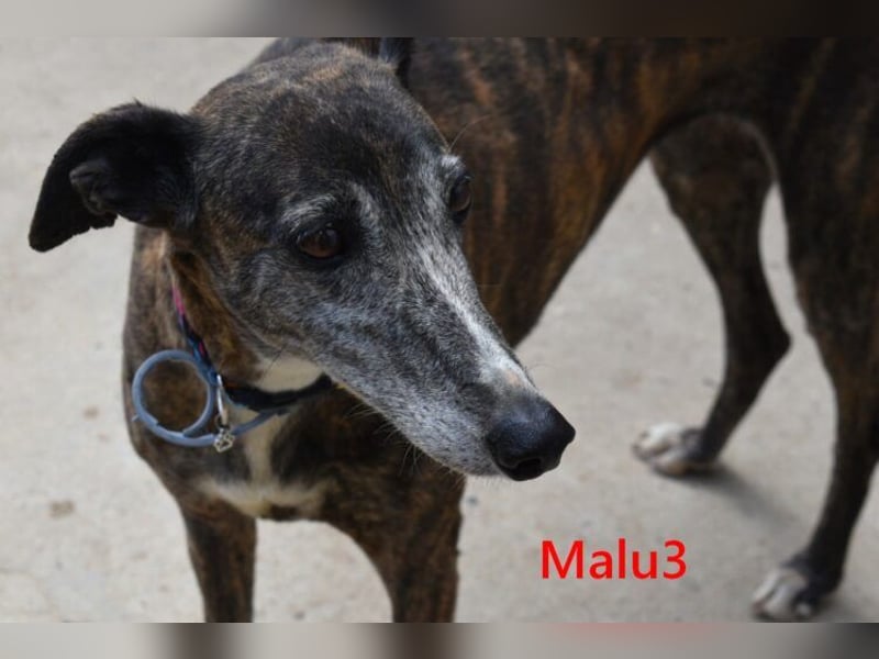 Malu3 geb. 02/2016 (ESP) - liebevolle Galga hat endlich ihr Glück verdient!