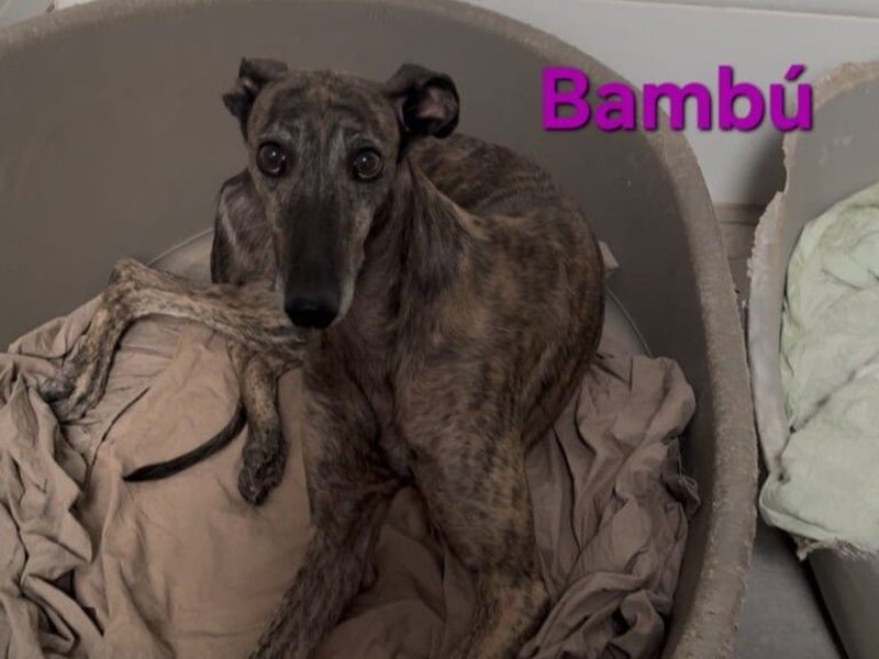 Bambú geb. 08/2019 (ESP) - diese sanfte Galga sucht erfahrene Menschen!