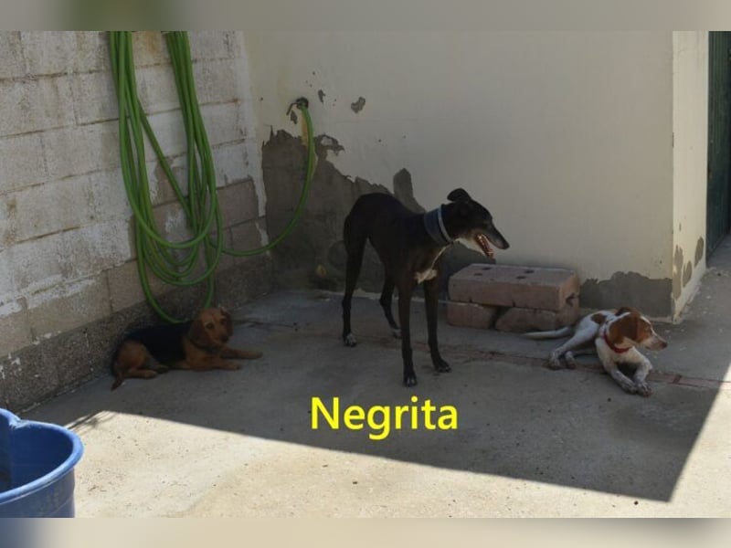 Negrita geb. 09/2022 (ESP) - edle und menschenbezogene Galga, eine treue Seele!