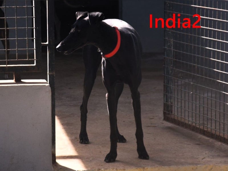 India2 geb. 07/2023 (ESP) - sehr freundliche und soziale, hübsche Galga!