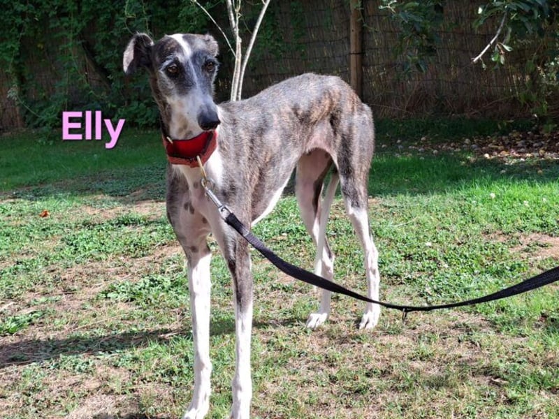 Elly geb. 07/2020 (in Deutschland) - liebevolle, verspielte Rauhhaargalga!