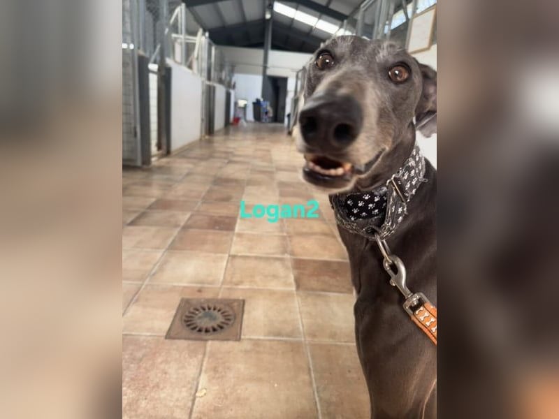 Logan2 geb. 01/2024 (ESP) - ausgeglichener und sozialer Galgo in seltener Farbe!