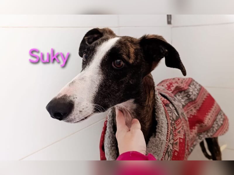 Suky geb. 02/2023 (ESP) - fröhliche und liebevolle Galgo Espanol Hündin sucht eine Familie!