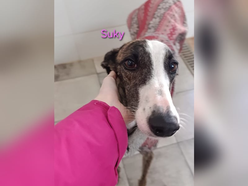Suky geb. 02/2023 (ESP) - fröhliche und liebevolle Galgo Espanol Hündin sucht eine Familie!