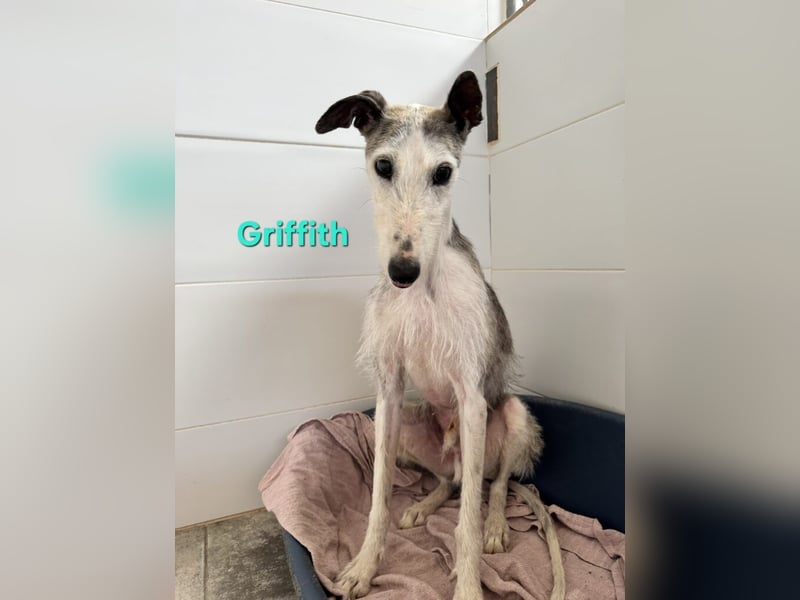 Griffith geb. 01/2021 (ESP) - ein ganz besonderer Galgo sucht seine Menschen!