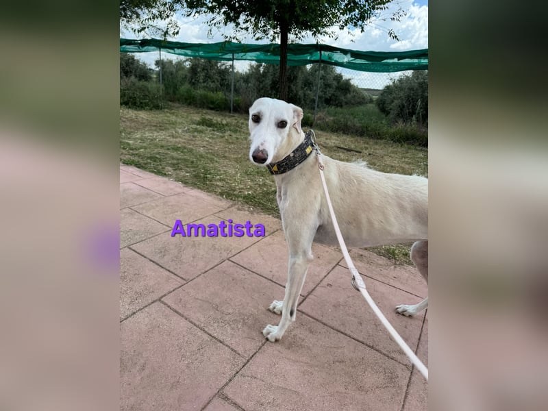 Amatista geb. 02/2019 (ESP) - wunderschöne Traumgalga möchte neu beginnen!