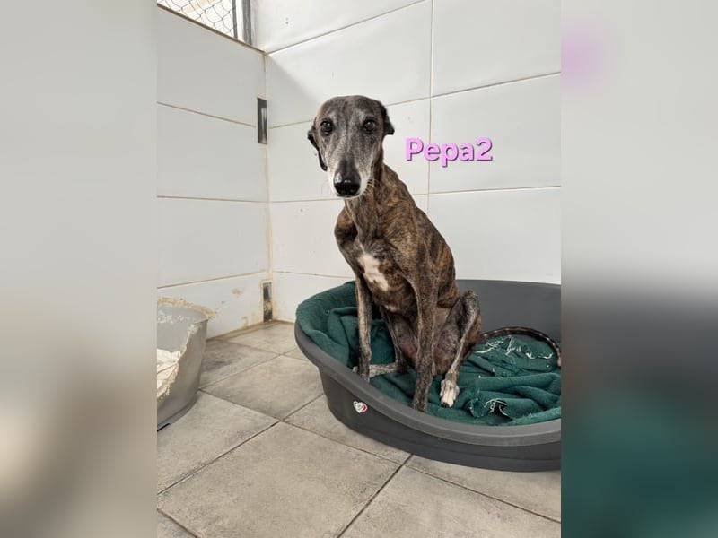Pepa2 geb. 01/2015 (ESP) - sanfte, soziale Galga verdient endlich ein schönes Leben!