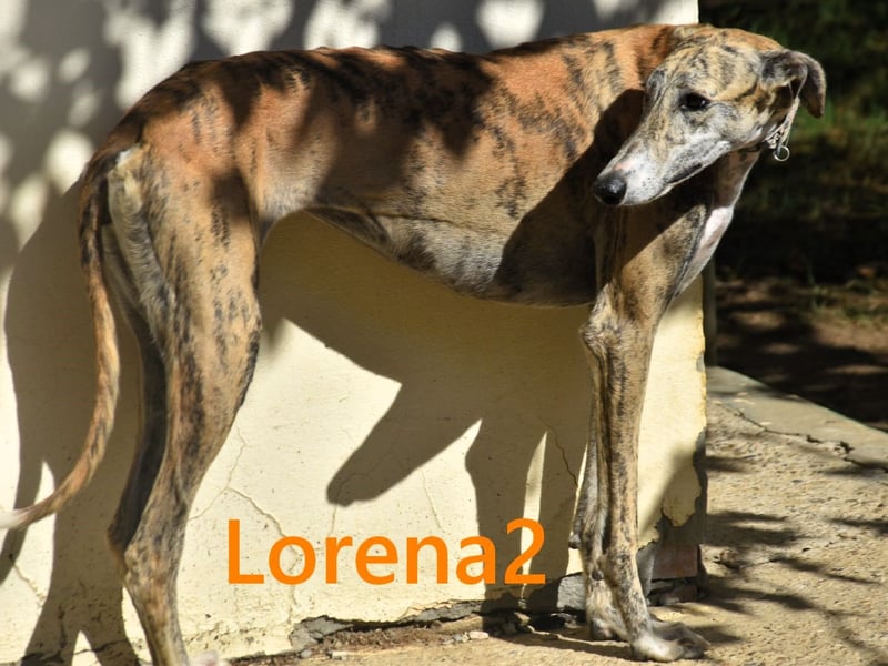 Lorena2 geb. 08/2023 (ESP) - total liebe und verschmuste Galga sucht ihr Glück!