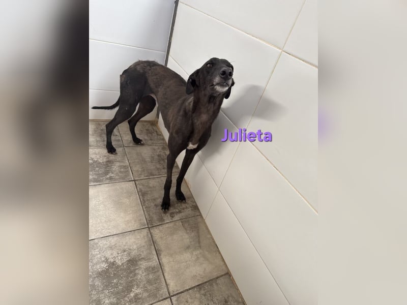 Julieta geb. 05/2024 (ESP) - fröhliche, wunderschöne Galga. Ein echter Sonnenschein!