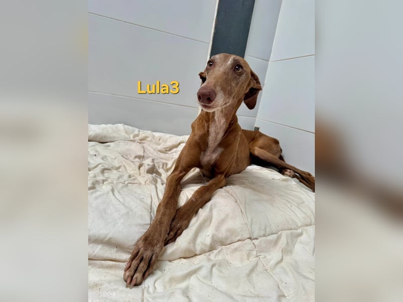Lula3 geb. 11/2021 (ESP) - wunderschöne Galga... ihre Geschichte soll endlich ein Happy End haben!
